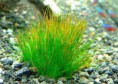 /album/hs-peixes-ornamentais/eleocharis-minima-planta-jpg/